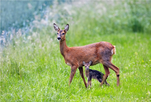 Ein Reh mit seinem Jungtier draußen im Freien Ein Reh mit seinem Jungtier in freier Natur