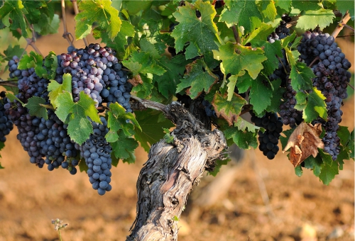 Blaue Trauben an einer Weinrebe in einem Weinberg