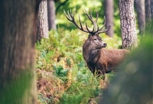 Ein Rothirsch in freier Natur