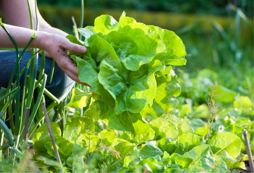 Blattsalat in freier Natur