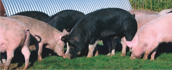 Schweine auf einer Weide Schweine auf einer Weide