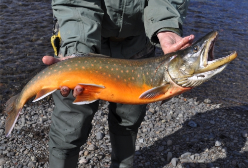 Seesaibling in Händen eines Anglers Seesaibling in Händen eines Anglers