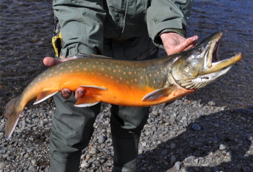 Seesaibling in Händen eines Anglers