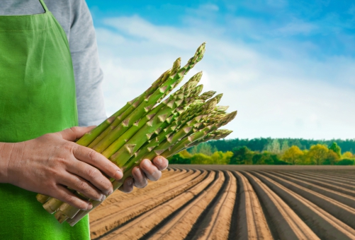 Person auf einem Spargelfeld mit grünem Spargel in der Hand