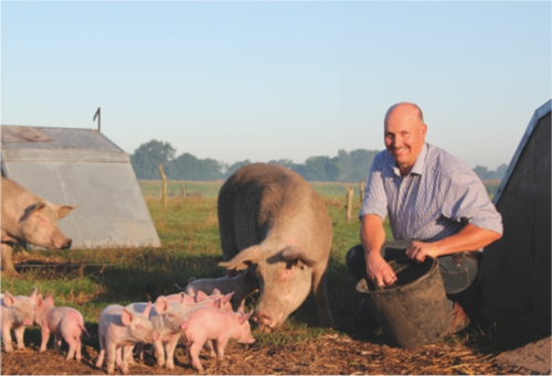 Züchter füttert Schwein und Ferkel