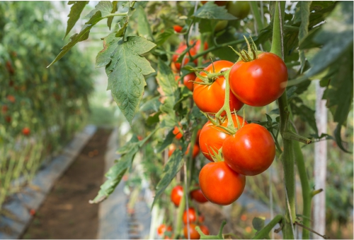 Tomatenfeld Tomaten in der Natur
