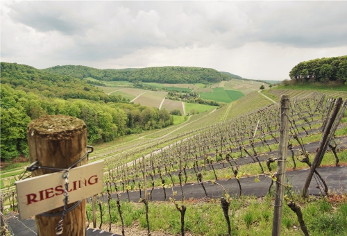 Weinstock bei Castell in Franken Weinstock bei Castell in Franken