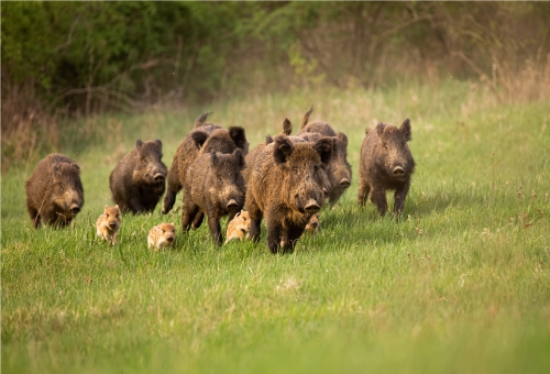 Wildschwein