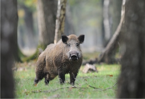 Bild eines Wildschweins im Wald