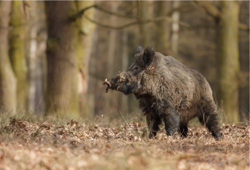 Wildschwein in freier Natur Wildschwein im Wald