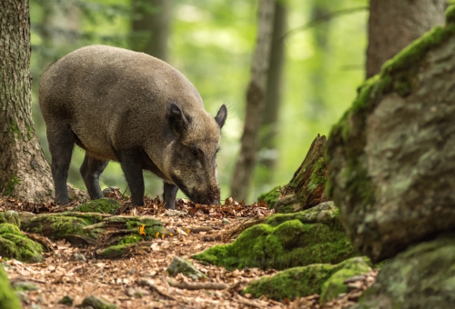 Wildschein in freier Natur