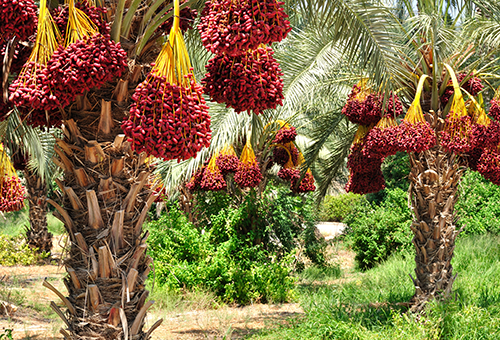 Dattelplamen auf einer Plantage mit Ernetreifen Früchten