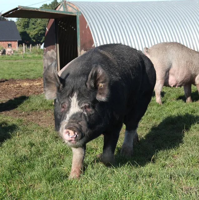 Duke of Berkshire Schwein läuft auf Wiese