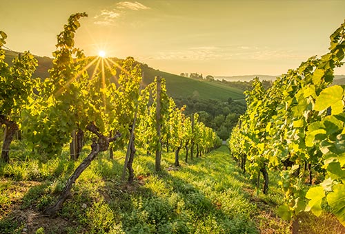 Weinanbaugebiet in Rheinhessen, Deutschland Weinberg im Weinanbaugebiet in Rheinhessen beim Sonnenuntergang