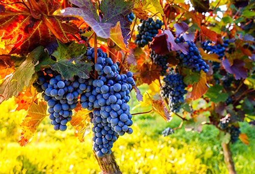 Internationale Weinanbaugebiete Rote Weintrauben hängen von Bäumen