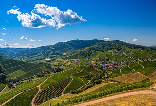 Weinanbaugebiet in der Pfalz, Deutschland Blick auf die Weinberge in der Pfalz