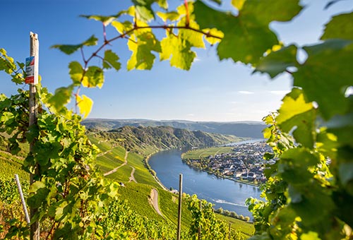 Weinanbaugebiet an der Mosel, Deutschland Blick vom Weinberg auf die Mosel