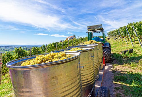 Traubenernte in Deutschlands Weinanbaugebieten Traktor mit Tonnen voller Weintrauben fährt durch ein Weinanbaugebiet