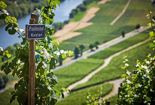 Aussicht vom Weinberg auf die Mosel, im Vordergrund ein Schild mit Aufschrift Paulinshof