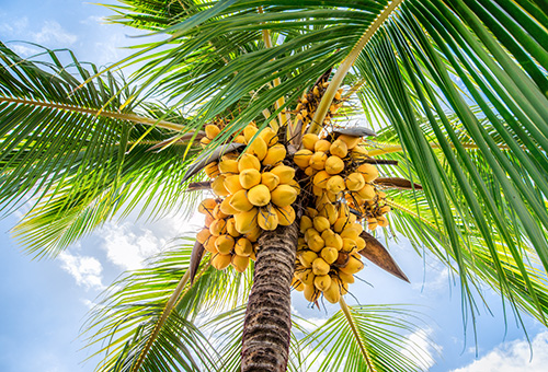 Palme mit Kokosnüssen