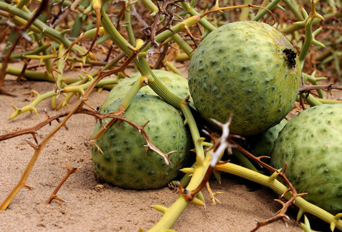 Pflanze der Nara-Frucht in der Wüste