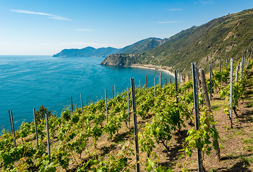 Anbau Wein im Mittelmeer-Raum