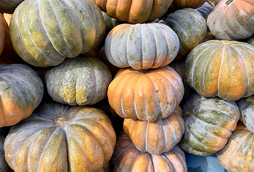 Viele verschiedene Muskatkürbisse liegen nebeneinander