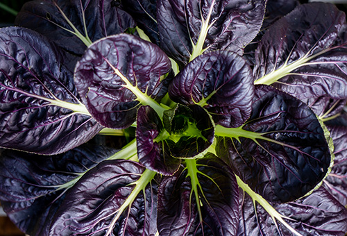 Pak Choi "Purple Lady" Pak Choi "Purple Lady" in Nahaufnahme