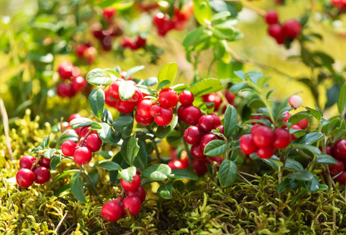Preiselbeerstrauch Strauch mit reifen Preiselbeeren