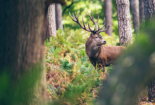 Hirsch im Wald zwischen Bäumen