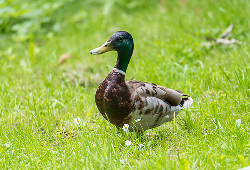 Männliche Stockente auf einer Wiese