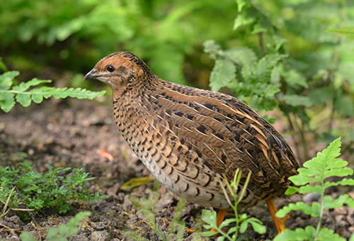 Wachtel läuft zwischen Grünpflanzen im Wald