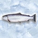 Lachs und Forelle Lachs und Forelle
