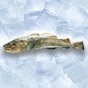MSC- Fisch MSC- Fisch