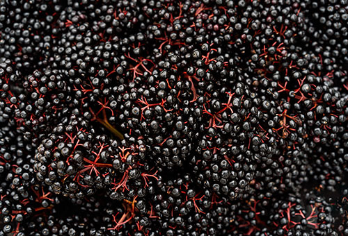 dunkle, schwarze Holunderbeeren