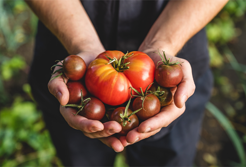 Hand voll Tomaten