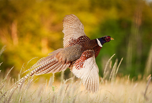 Fasan draußen im Freien Fasan in der Natur